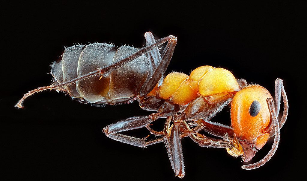 Ant Control service in Irving, TX