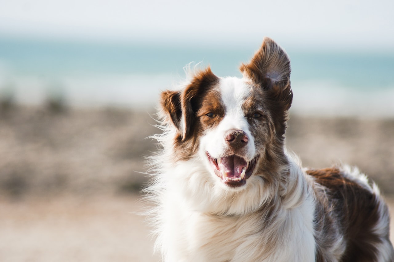 Flea & Tick Control service in Irving, TX