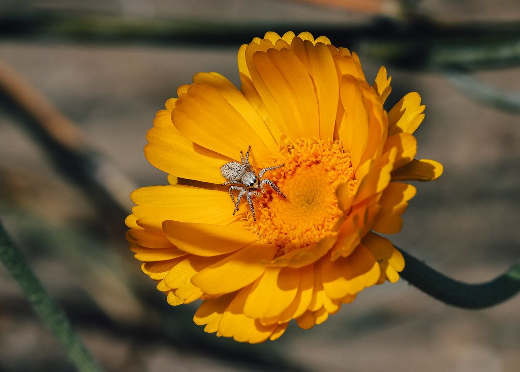 Spider Control service in Irving, TX